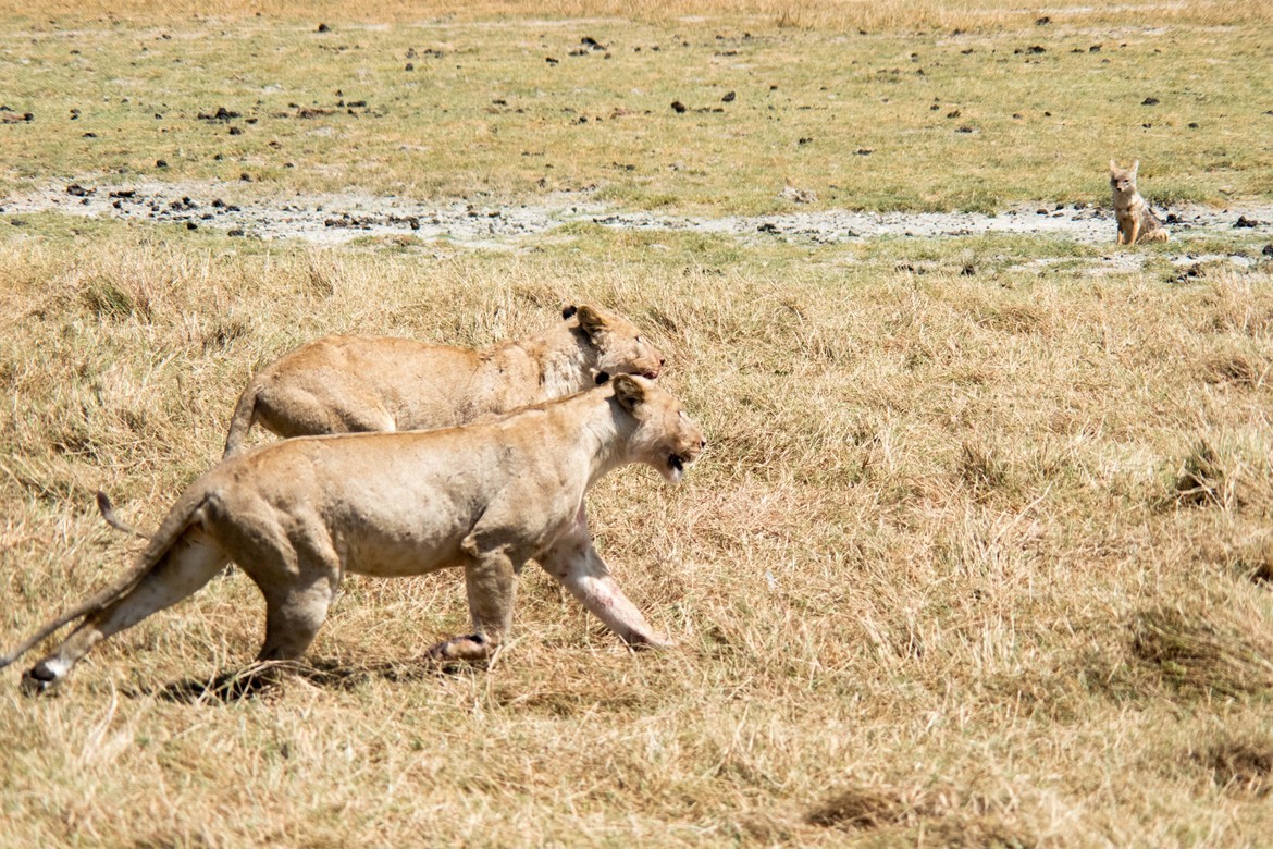 Lion, Serengeti, Tanzania