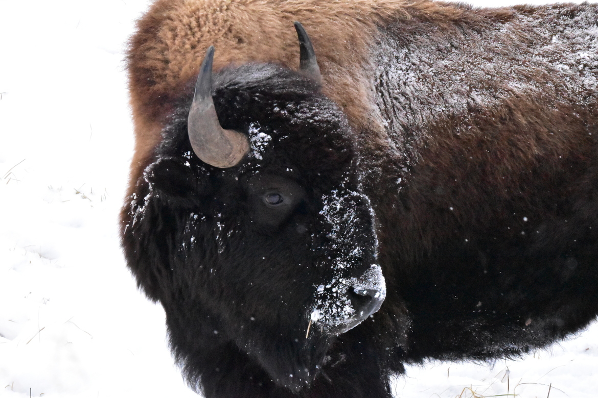 Bison, Yellowstone National Park, United States of America