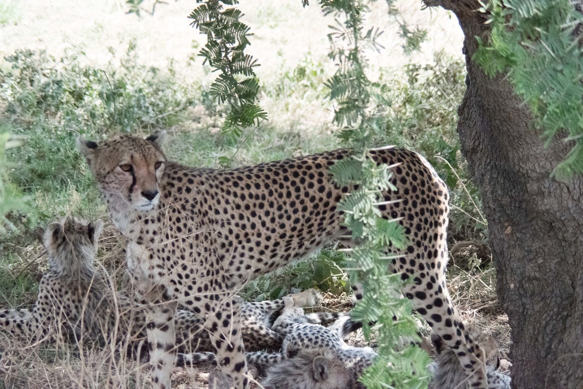 Cheetah, Serengeti, Tanzania, United Republic of