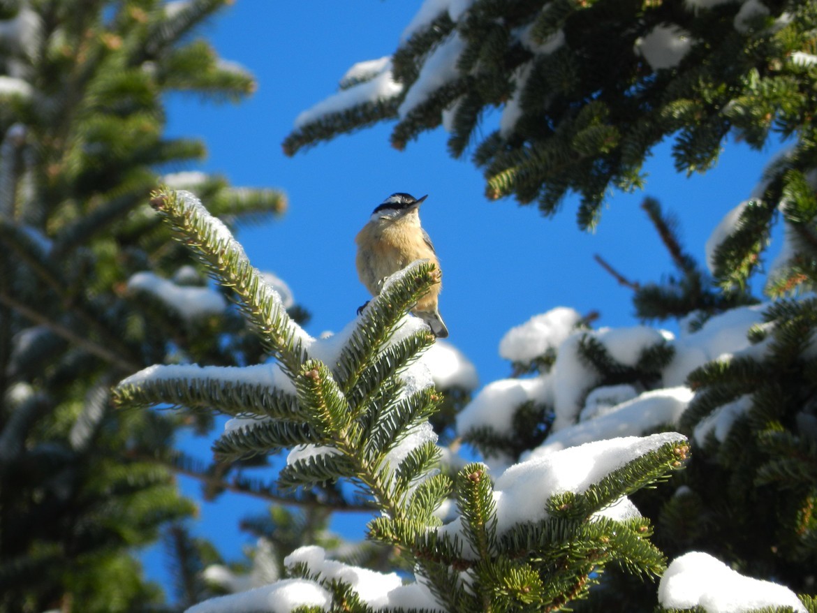 White Breasted Nuthatch, New Hampshire, United States of America