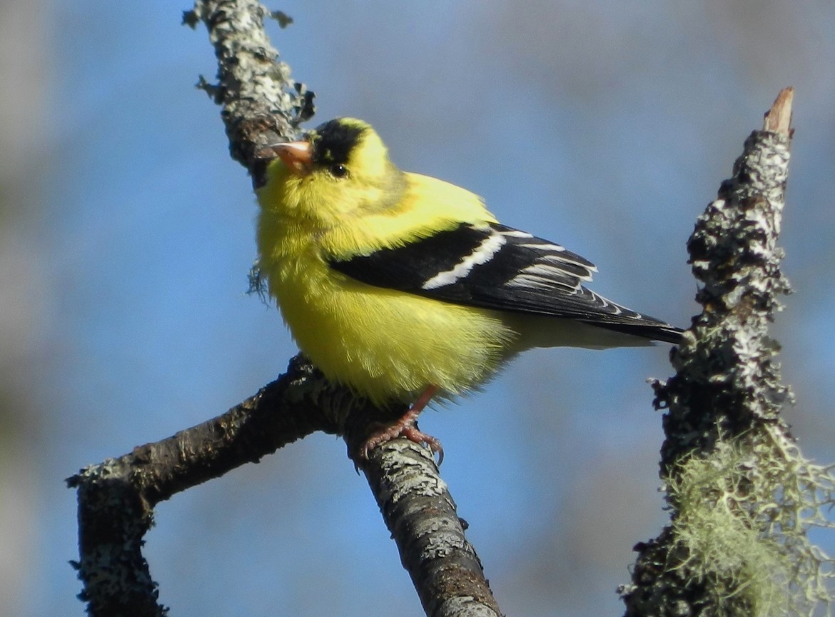 American Goldfinch, New Hampshire, United States of America
