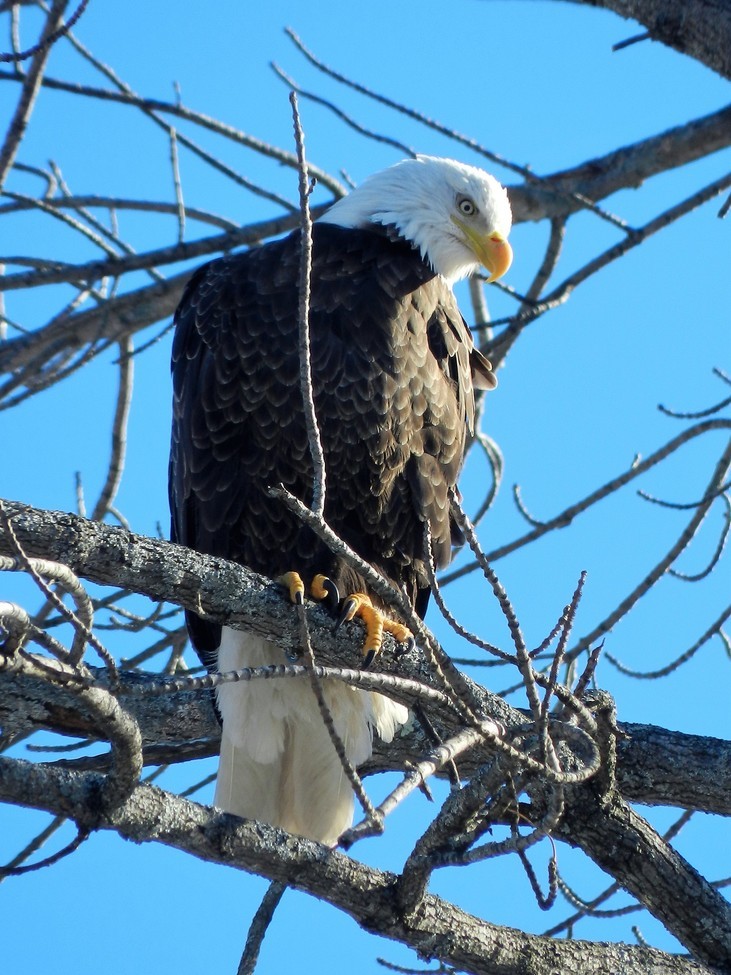 American Bald Eagle, New Hampshire, United States of America