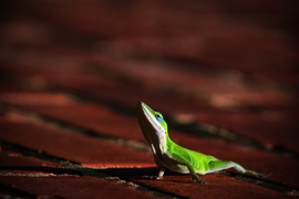 Grid lizard4