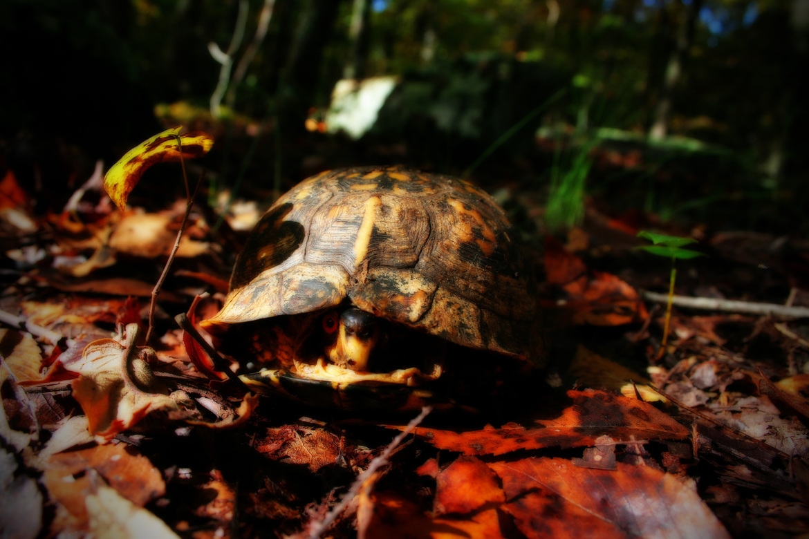 Box turtle, Asheboro , NC, United States of America