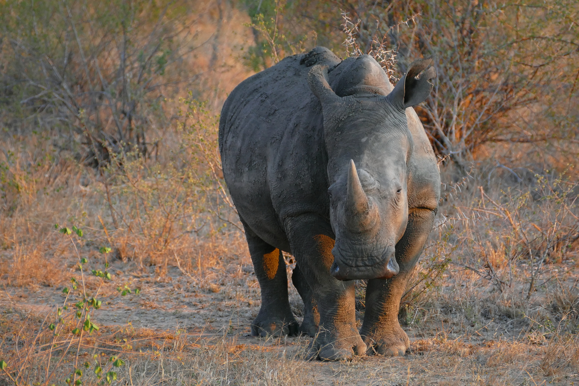 Rhino, Timbavati, South Africa