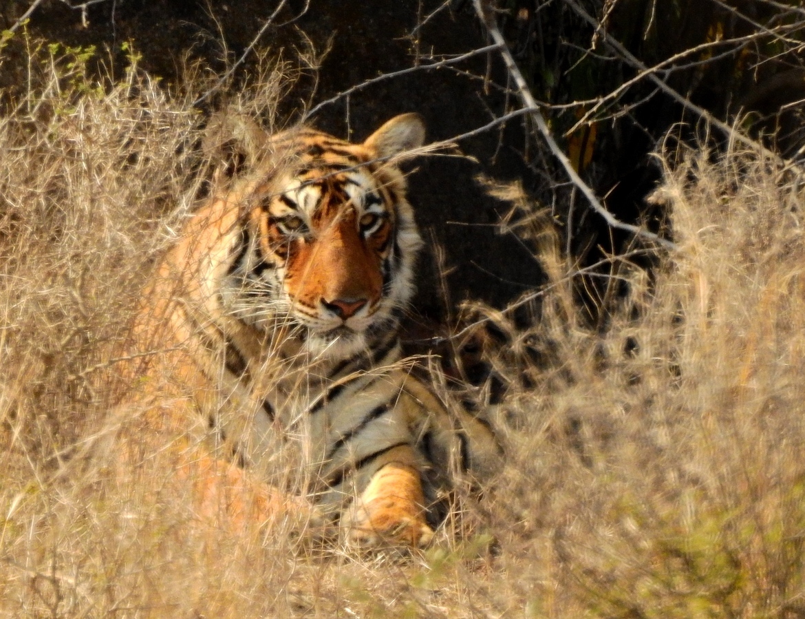 Tiger, Ranthambhore, National Park, Tiger Reserve, India