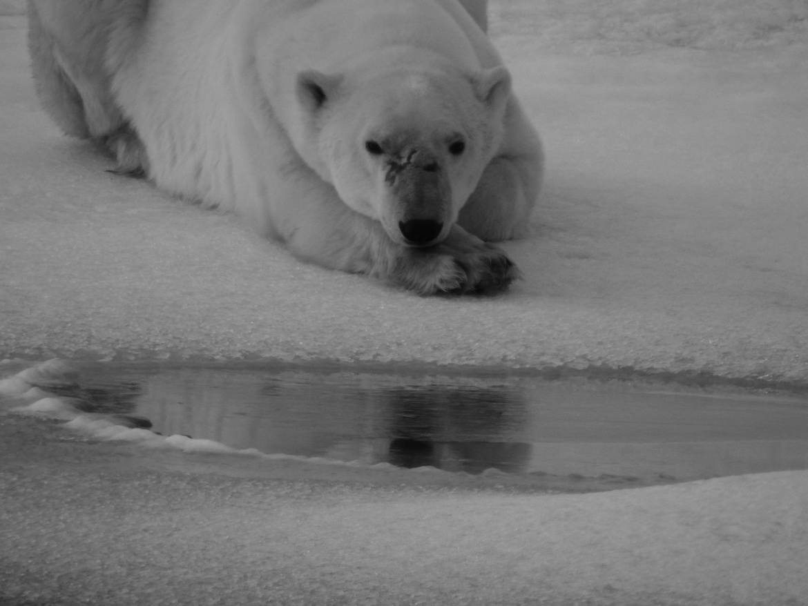 Polar bear, Churchill, Manitoba Polar bear reserve, Canada