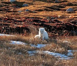 Grid copy of dscn8805 arctic fox