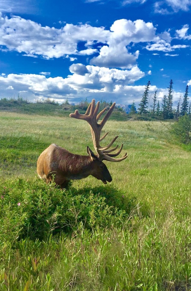 Elk, Jasper National Park, Canada