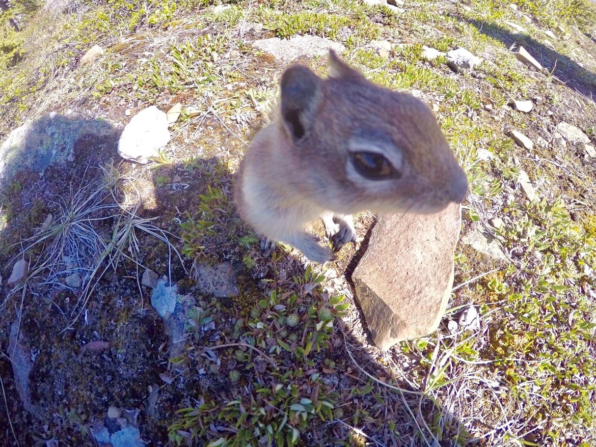 Chipmunk, Jasper National Park, Canada