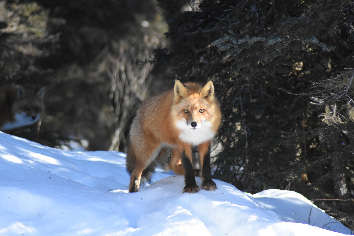 Red Fox, Kokhanok, Alaska, United States of America