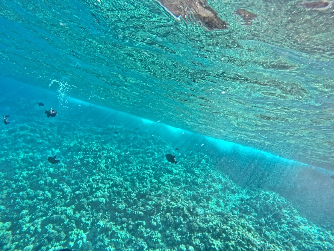 Fish, Pacific Ocean - Hawaii, United States of America
