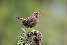 Grid pacific wren 2017 05 21