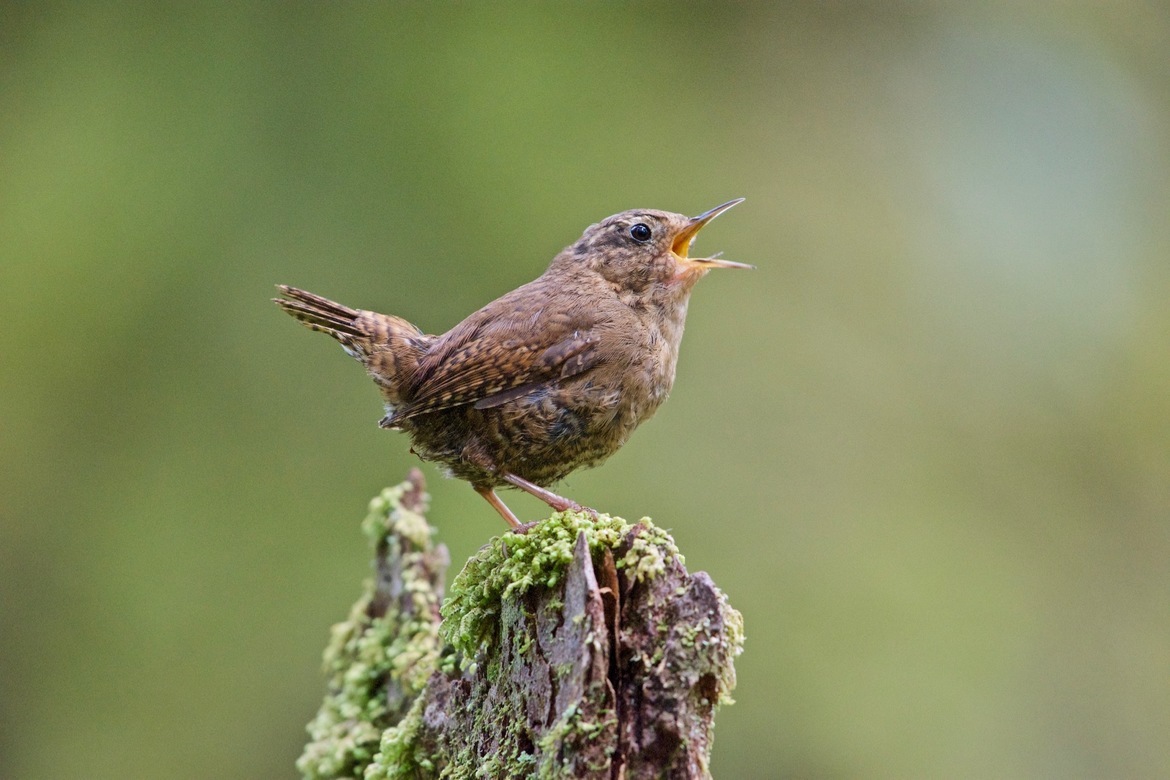 Pacific Wren, MacMillan Provincial Park, British Columbia, Canada, Canada
