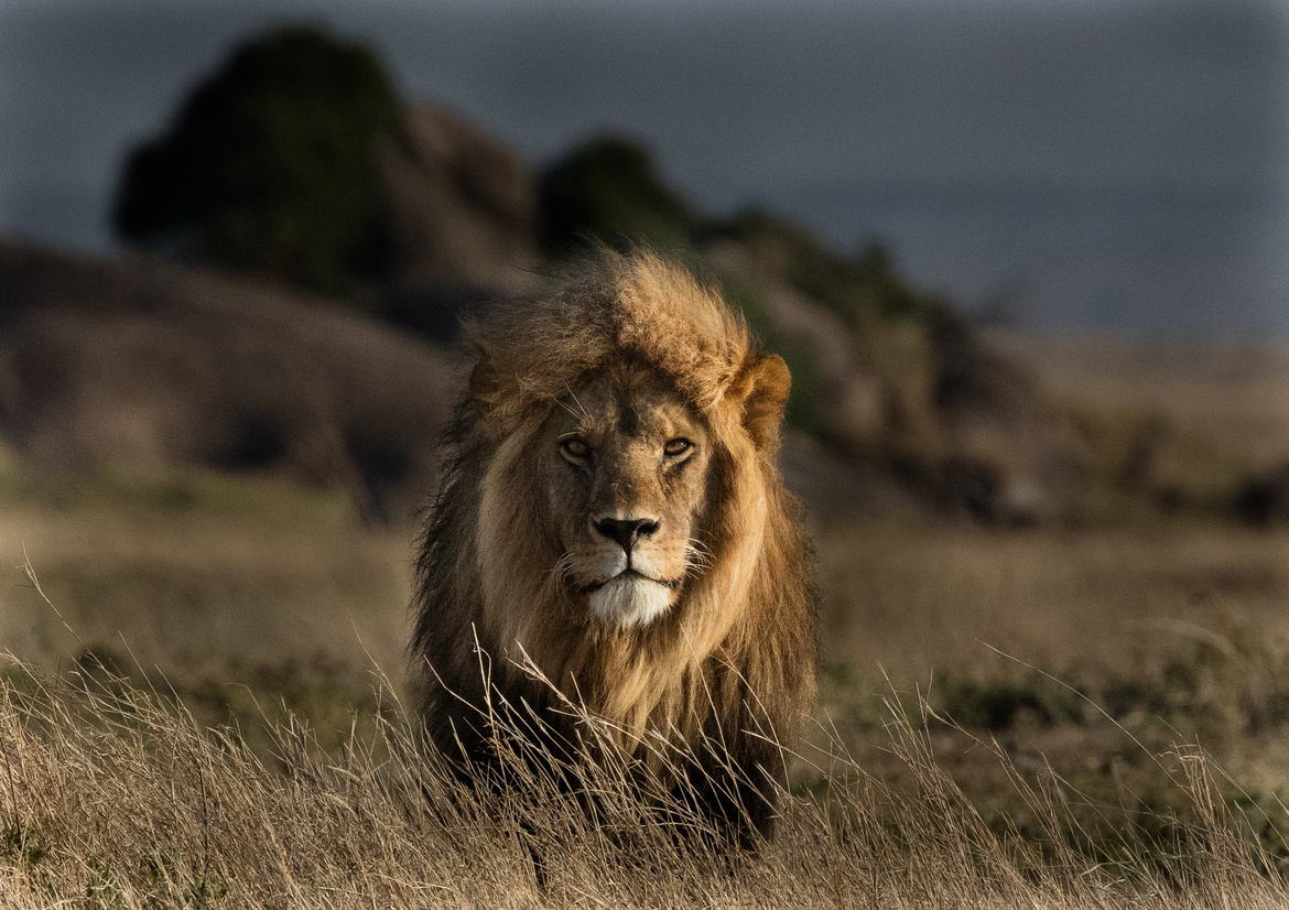Lion, Lewa Wilderness reserve, Kenya