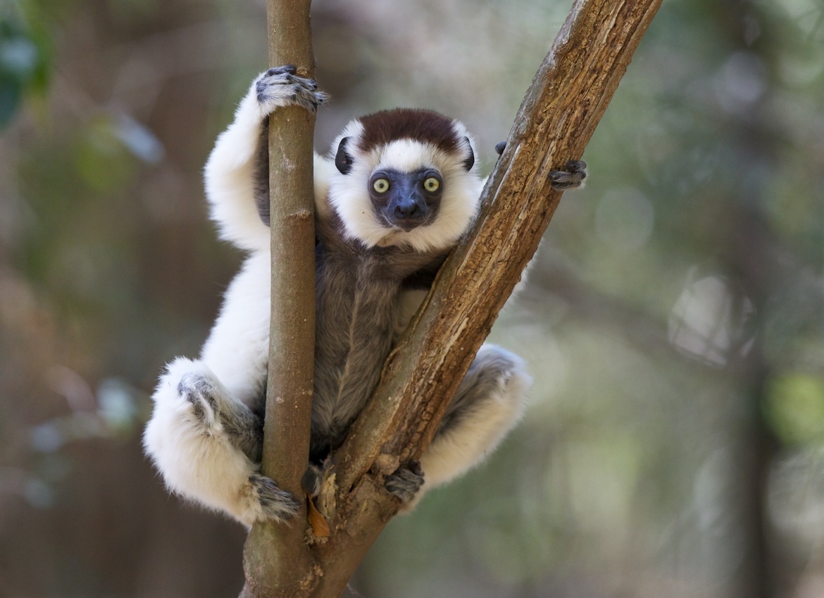 Lemur, western coastal region, Madagascar