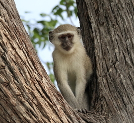 Grid vervet monkey 2 mg 0181
