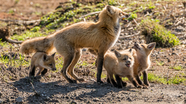Grid familly fox 2017 