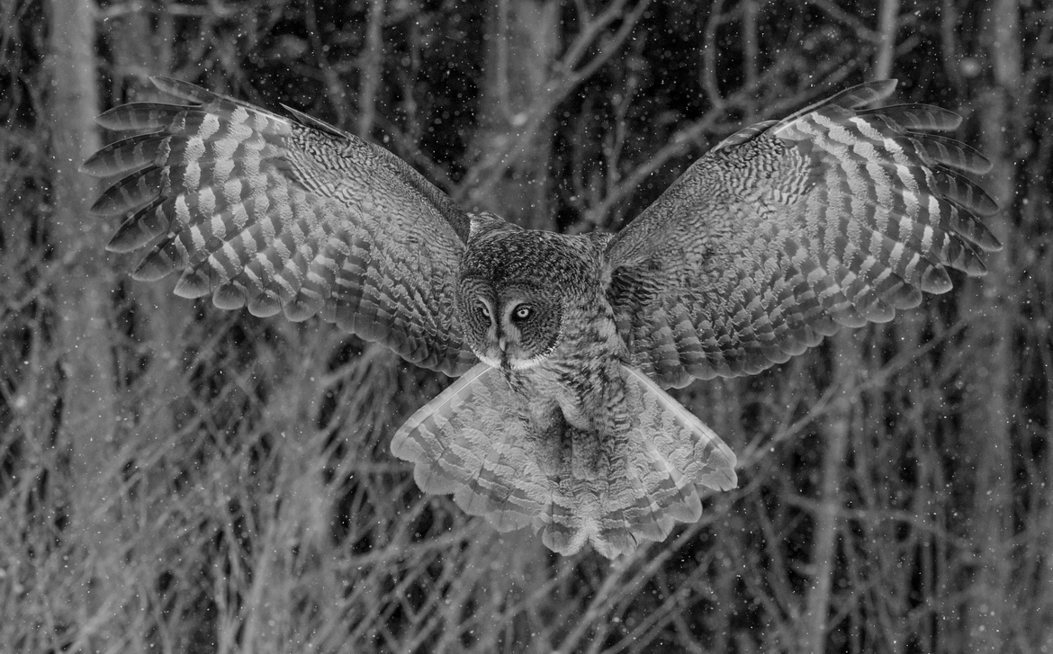 Great grey owl, Beauport , Québec, Canada