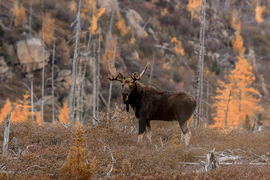 Grid orignal   buck 