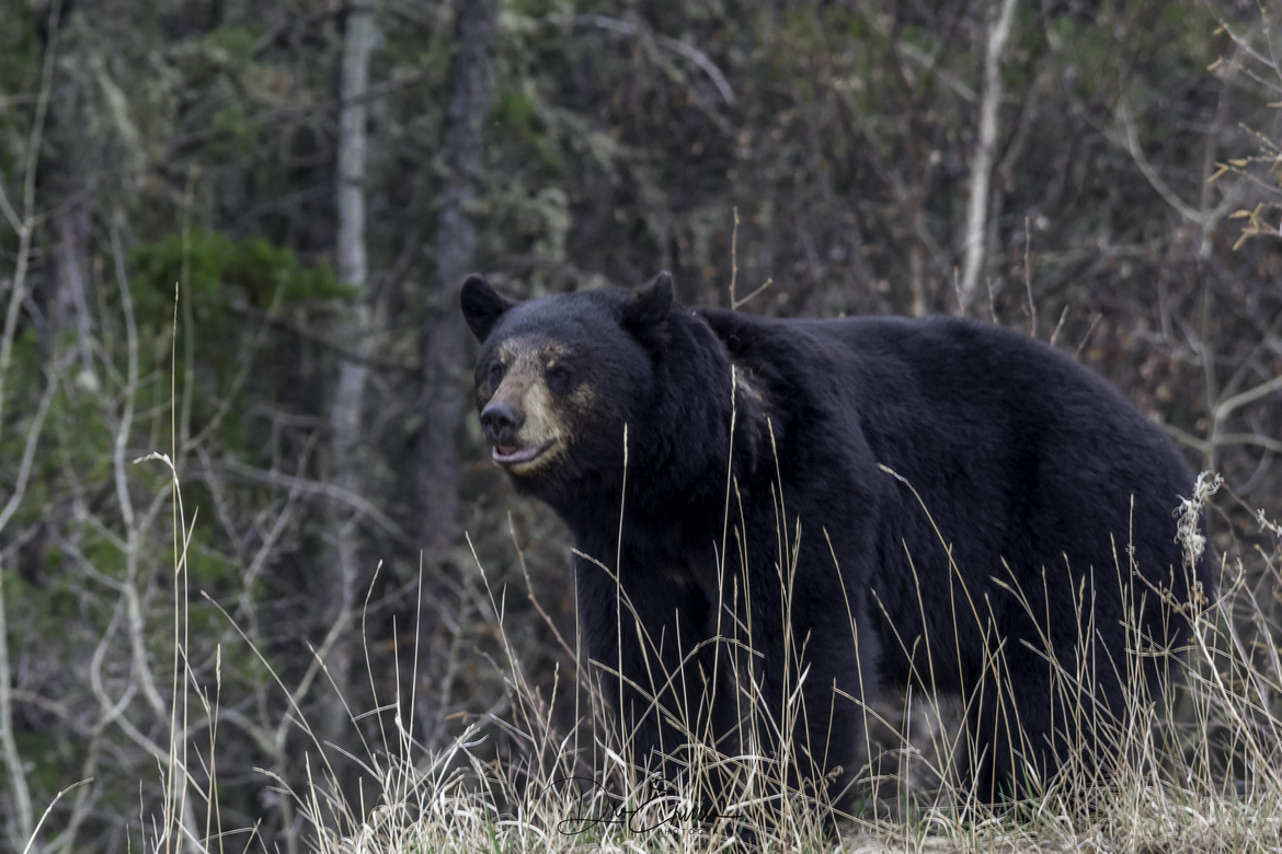 Black Bear, Pinehouse Lake, Canada
