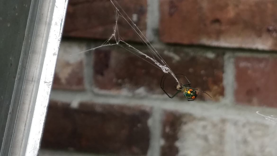 Leucauge, Pawleys Island, United States of America