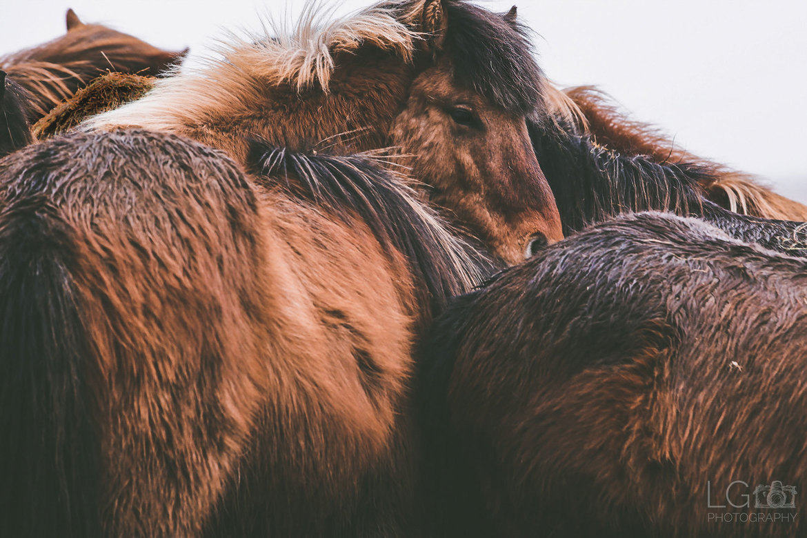 Icelandic Horses, Hofn, Iceland