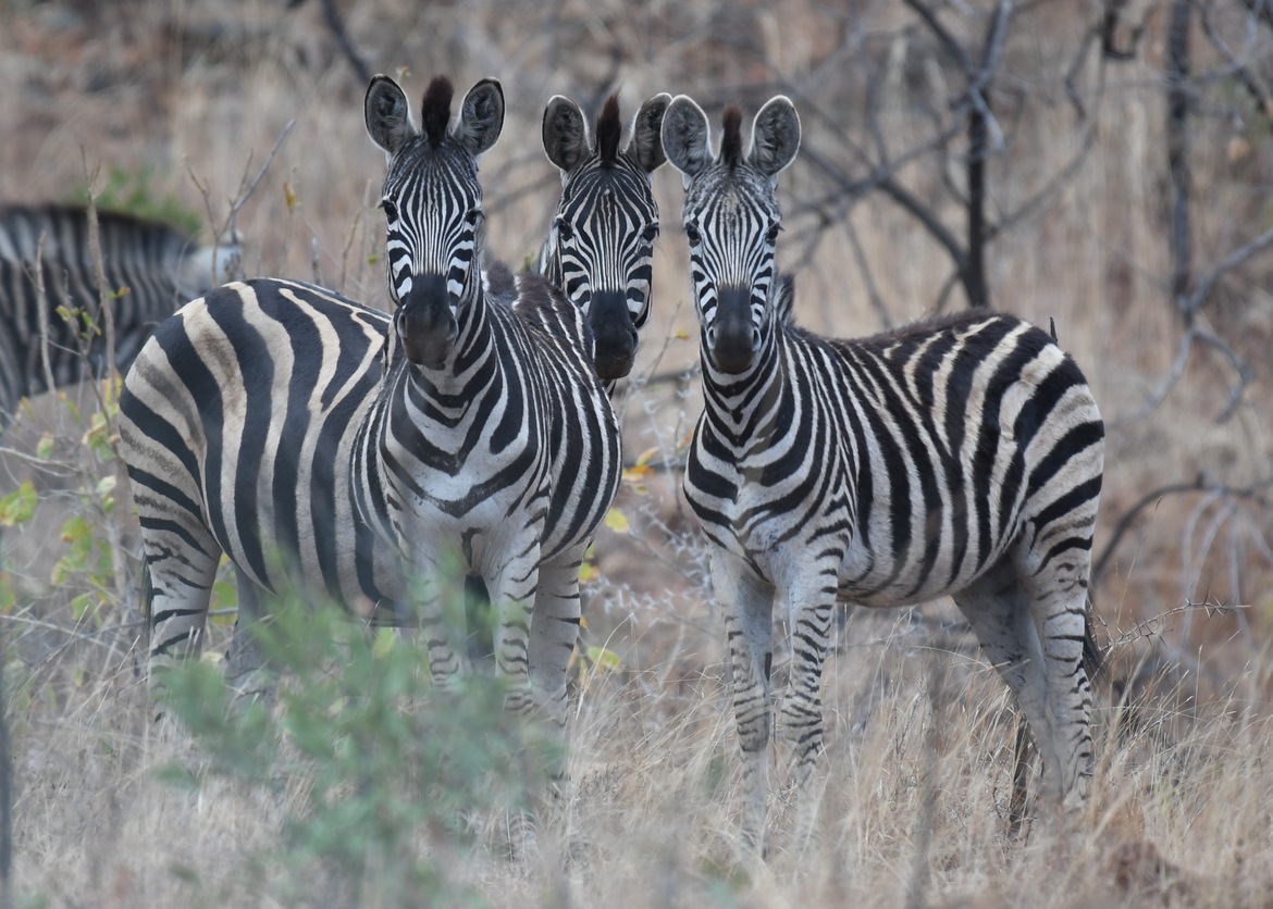 Burchell's Zebra, Songimvelo Reserve, South Africa