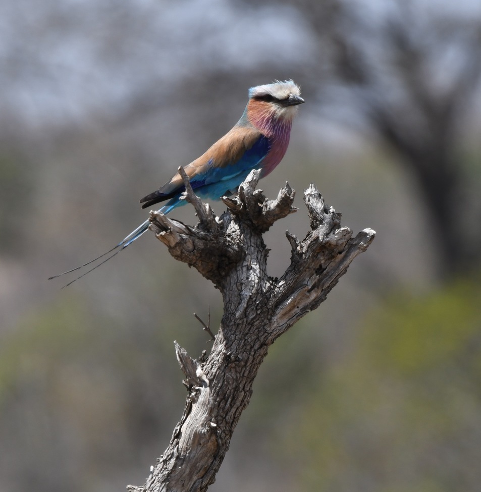 Lilac Breasted Roller, Kruger National Park, South Africa