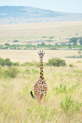 Grid africa2016   1357