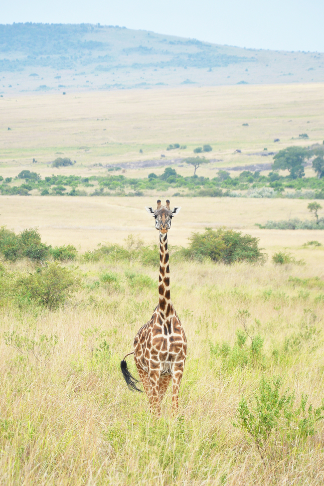 Masai Giraffe, Maasai Mara , Kenya