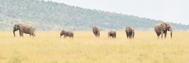Grid africa2016   1264crop