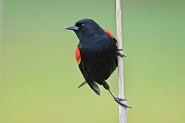 Grid red winged blackbird male 2017 04 15