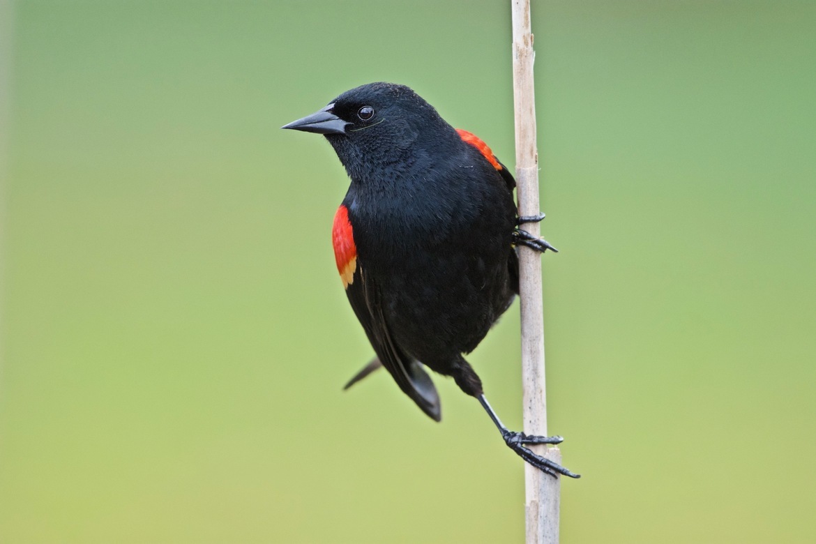 Red-winged Blackbird (male), Vanier Park, Vancouver (British Columbia), Canada, Canada
