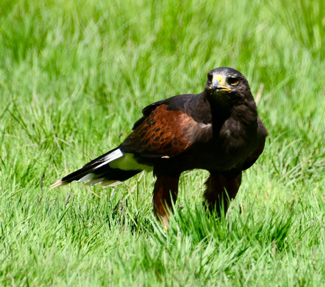 Red tail hawk, British Columbia, Canada