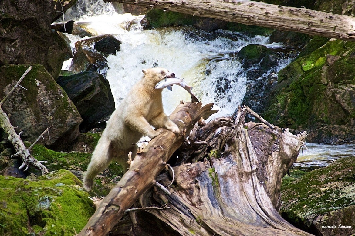 Kermode or Spirit Bear, British Columbia, Canada