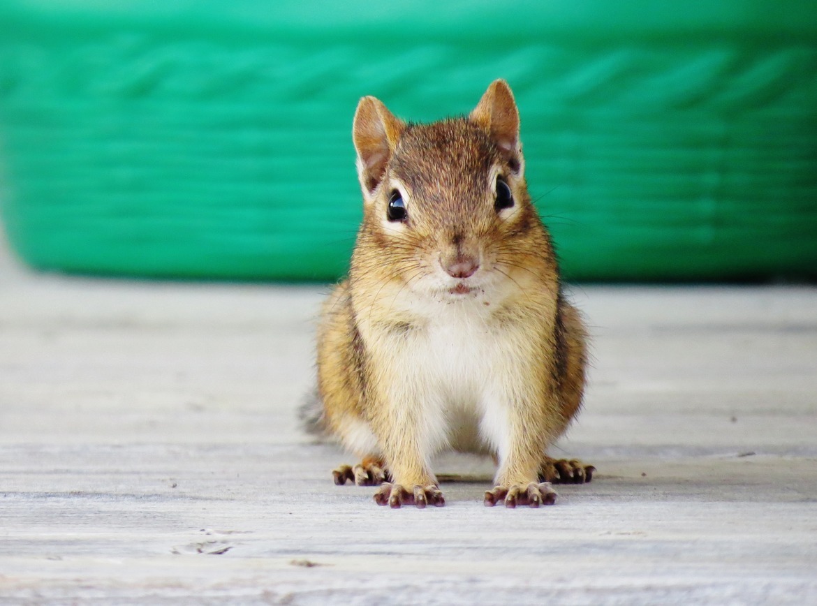 Chipmunk, Picton Ontario, Canada