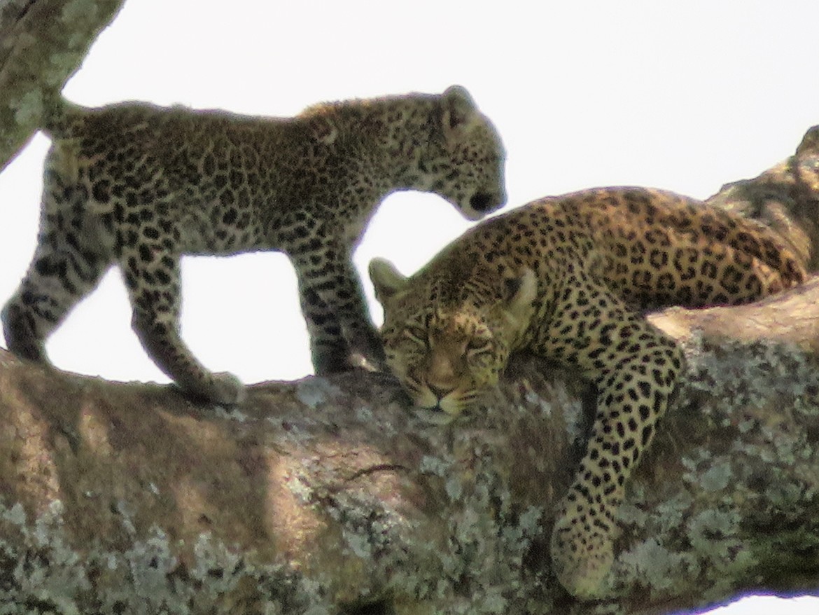 African Leopard, Serengeti, Tanzania, United Republic of