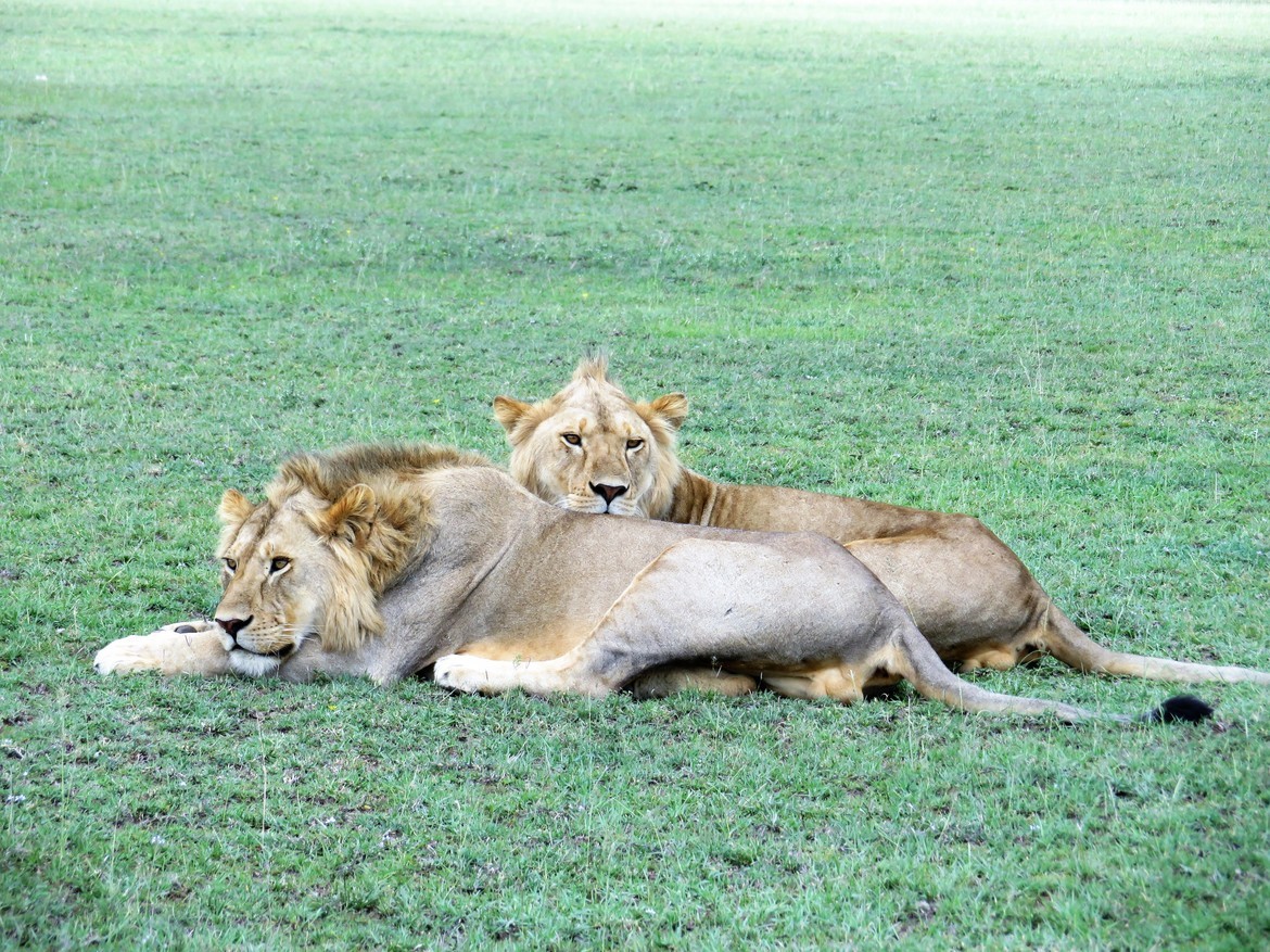 African Lion, Serengeti, Tanzania, United Republic of