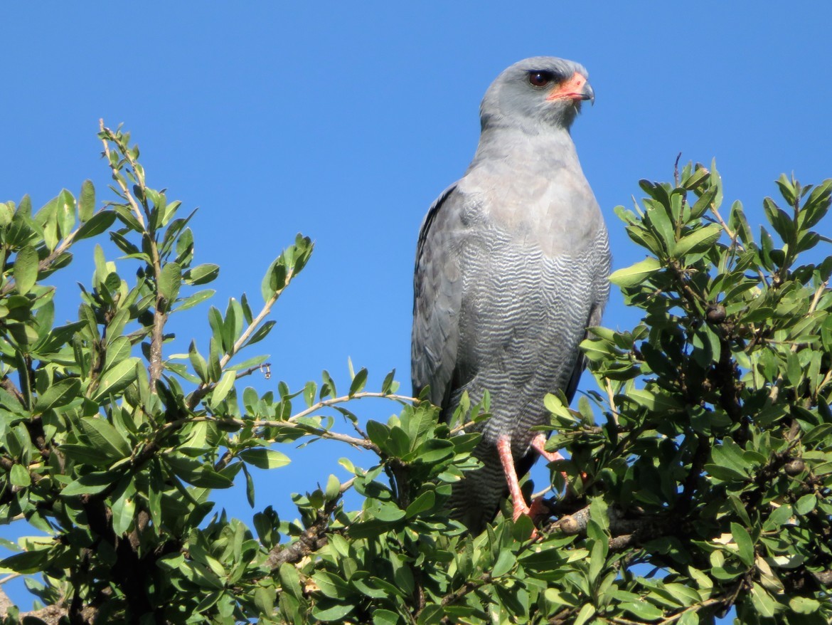 Gabar Goshawk, Masai Mara, Kenya