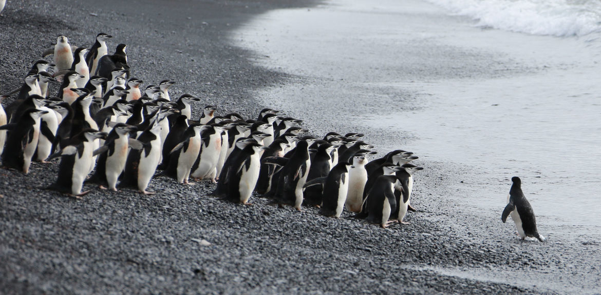 Chin Strap Penguin, Antarctica, Antarctica