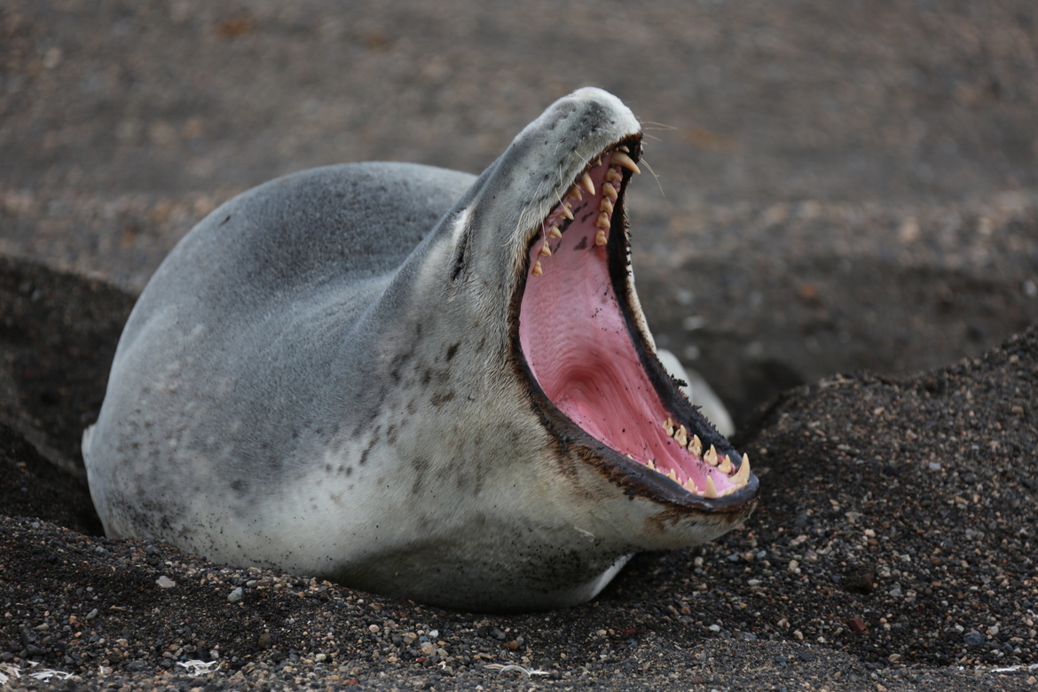 Leopard Seal, Antarctica, Antarctica