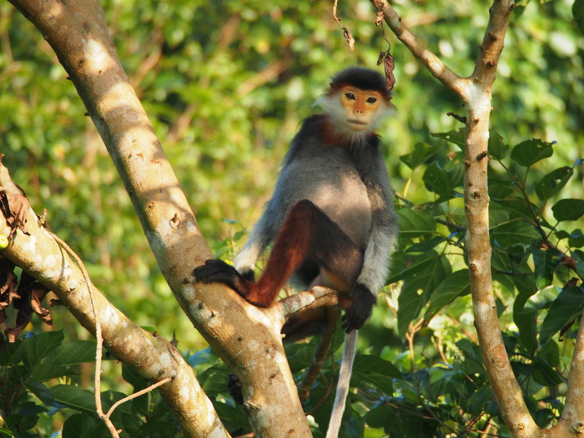 Red-shanked Douc Langur, Son Tra Nature Reserve, Viet Nam