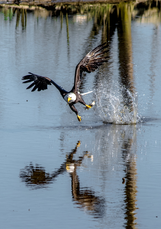 Bald eagle, Skagit Wildlife Refuge, WA, United States of America
