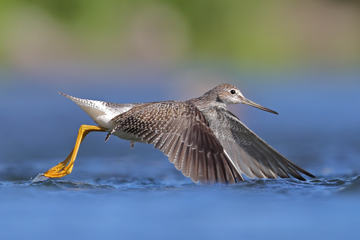 Greater Yellowlegs, Ste-Martine, Canada
