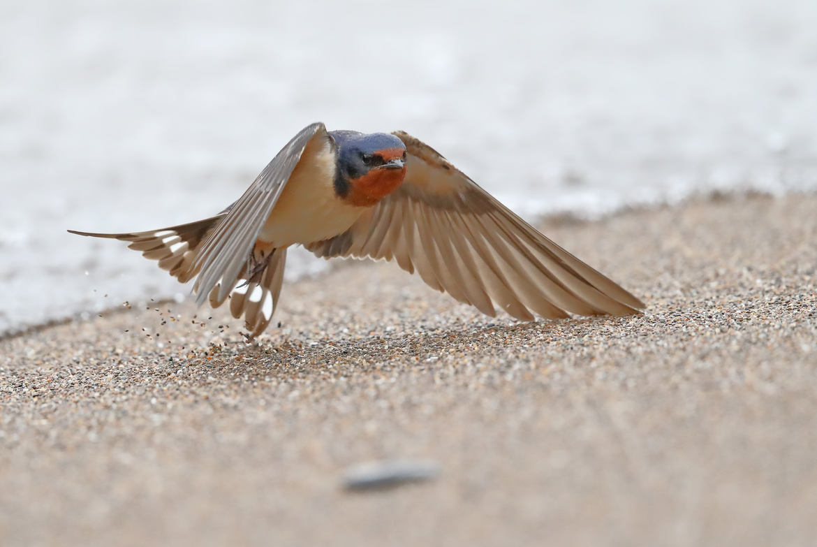 Barn swallow, Point-pelee national park, Ontario, Canada