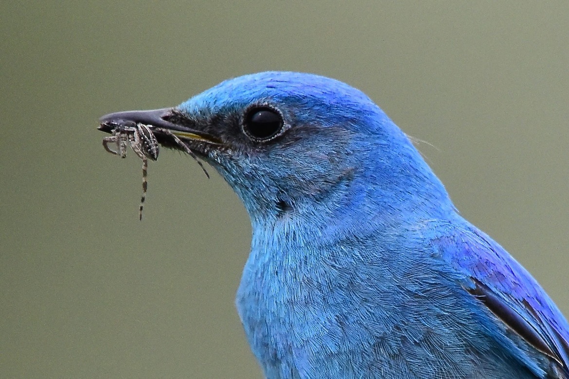 Mountain Bluebird, Merritt region, Canada