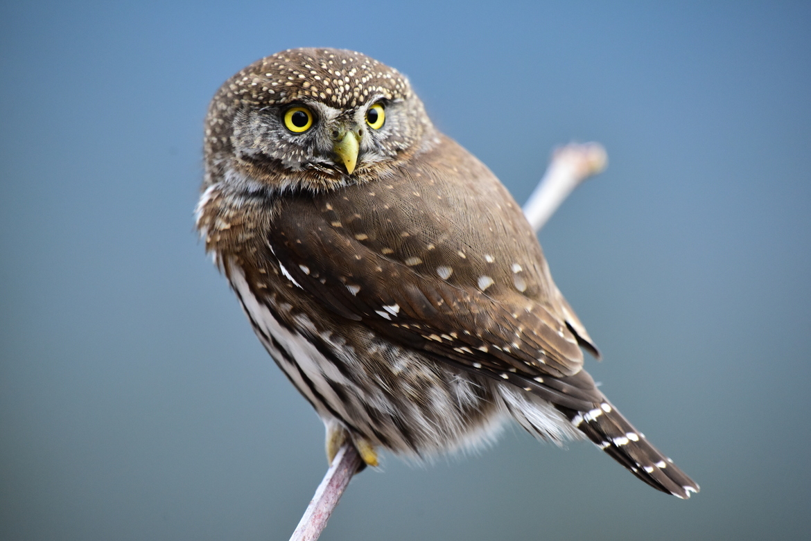 Northern Pygmy Owl, Chilliwack BC, Canada
