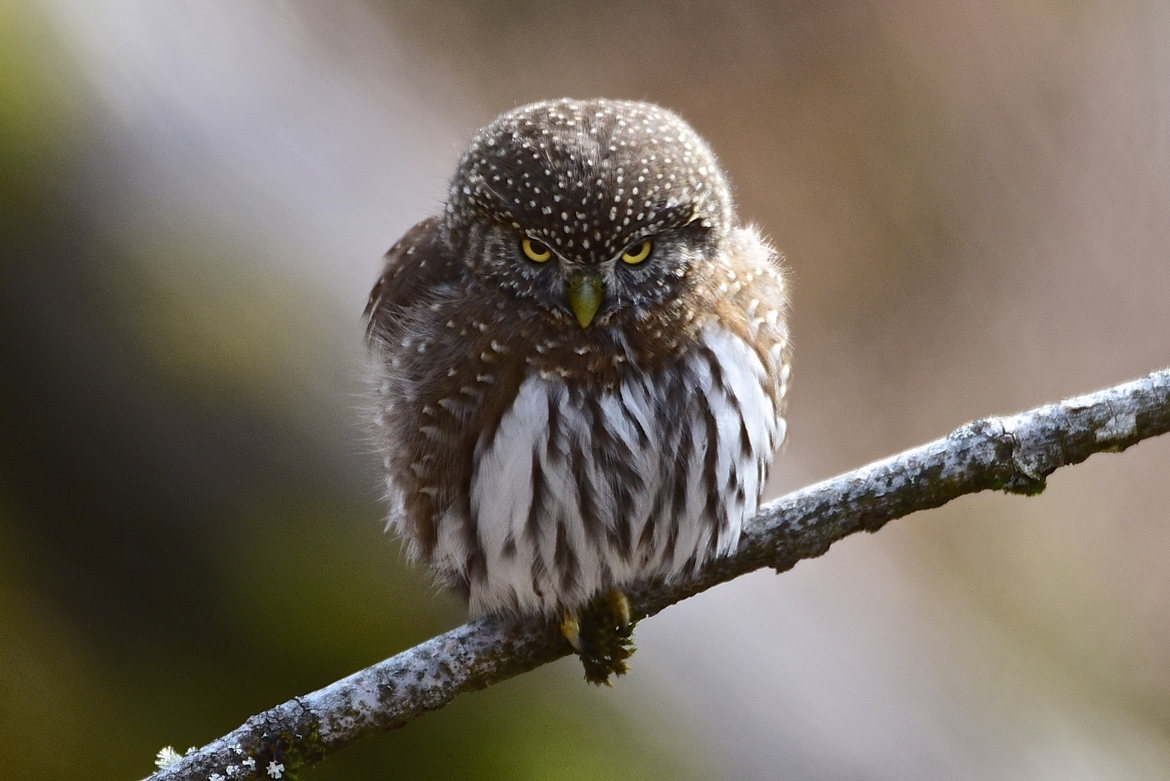 Northern Pygmy Owl, Chilliwack BC, Canada
