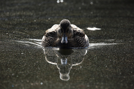 Grid img 6523